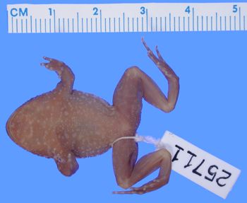 Media type: image; Herpetology A-25711